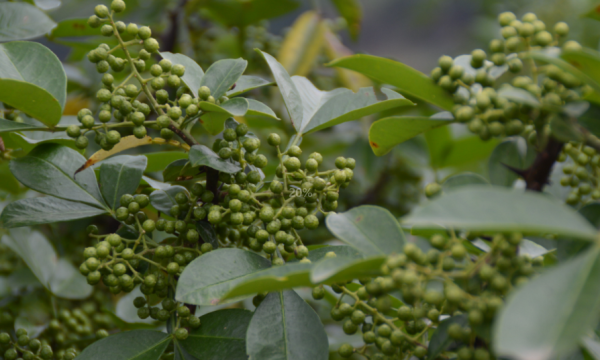 王湖冬 以园区为载体，提升花椒产业发展质量  促农增收显成效